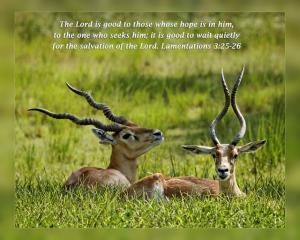 Daily Scripture Art Lamentations 3 25-26